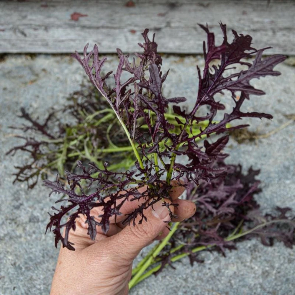 Red Mizuna Mustard Seeds - 20 Seeds - Purple Japanese Asian Greens - Image 5