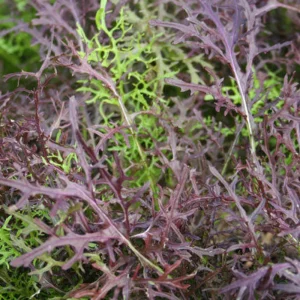 Red Mizuna Mustard Seeds - 20 Seeds - Purple Japanese Asian Greens - Image 6