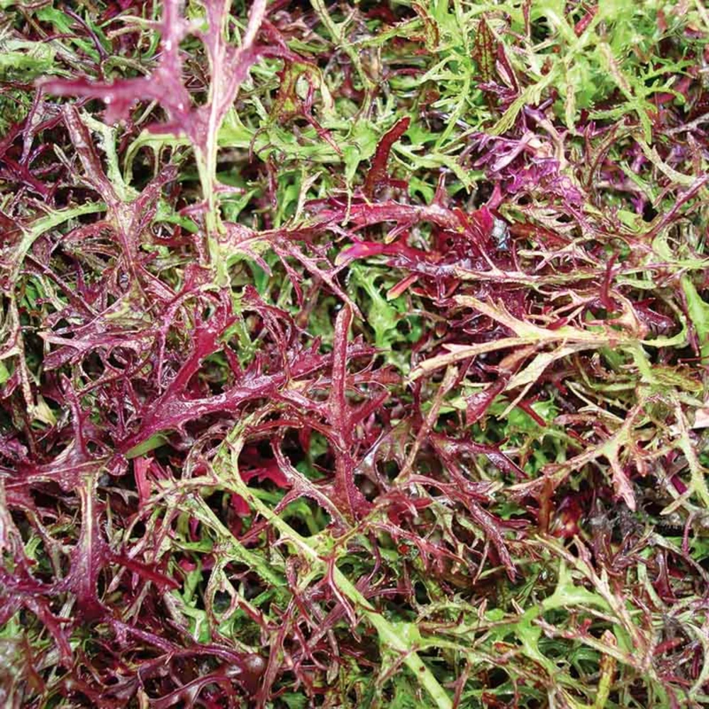 Red Mizuna Mustard Seeds - 20 Seeds - Purple Japanese Asian Greens - Image 7