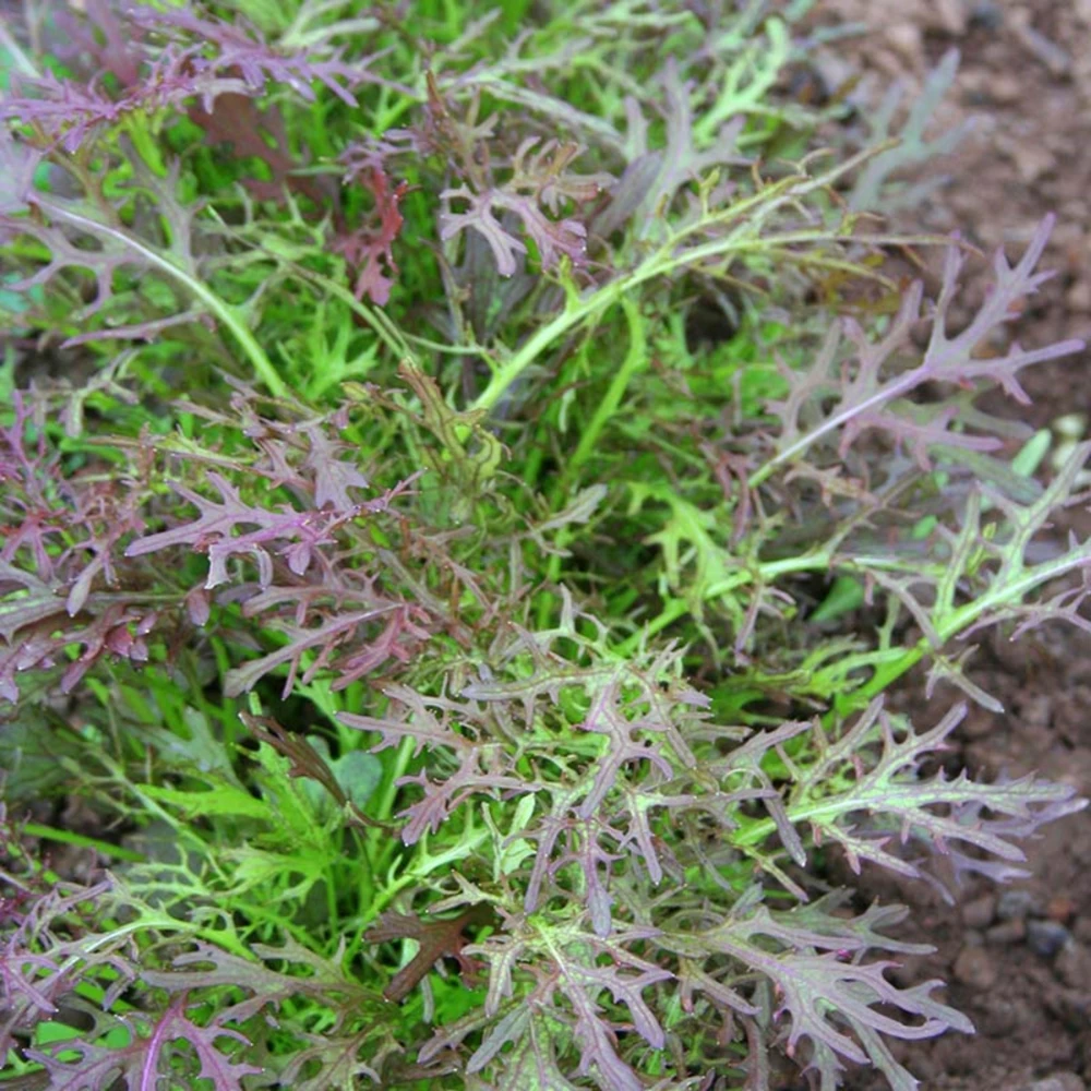 Red Mizuna Mustard Seeds - 20 Seeds - Purple Japanese Asian Greens - Image 8