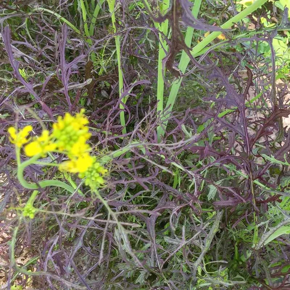 Red Mizuna Mustard Seeds - 20 Seeds - Purple Japanese Asian Greens - Image 9