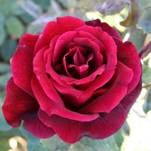 Red Mr. Lincoln Hybrid Tea Rose Seeds - 30 Seeds - Perennial Flower Seeds - Image 10