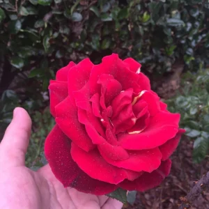 Red Mr. Lincoln Hybrid Tea Rose Seeds - 30 Seeds - Perennial Flower Seeds - Image 11