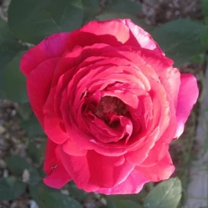 Red Mr. Lincoln Hybrid Tea Rose Seeds - 30 Seeds - Perennial Flower Seeds - Image 12