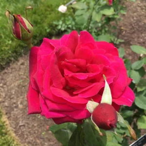 Red Mr. Lincoln Hybrid Tea Rose Seeds - 30 Seeds - Perennial Flower Seeds - Image 13