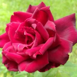 Red Mr. Lincoln Hybrid Tea Rose Seeds - 30 Seeds - Perennial Flower Seeds - Image 14