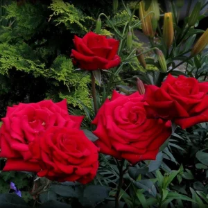 Red Mr. Lincoln Hybrid Tea Rose Seeds - 30 Seeds - Perennial Flower Seeds - Image 15