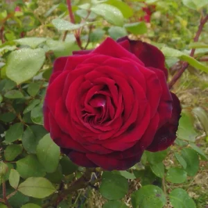 Red Mr. Lincoln Hybrid Tea Rose Seeds - 30 Seeds - Perennial Flower Seeds - Image 16