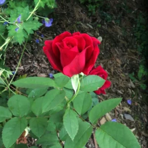 Red Mr. Lincoln Hybrid Tea Rose Seeds - 30 Seeds - Perennial Flower Seeds - Image 17