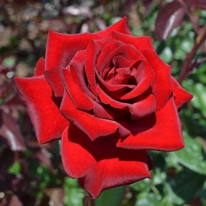 Red Mr. Lincoln Hybrid Tea Rose Seeds - 30 Seeds - Perennial Flower Seeds - Image 2