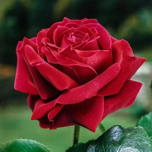 Red Mr. Lincoln Hybrid Tea Rose Seeds - 30 Seeds - Perennial Flower Seeds - Image 3