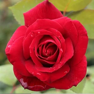 Red Mr. Lincoln Hybrid Tea Rose Seeds - 30 Seeds - Perennial Flower Seeds - Image 4