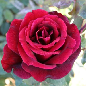 Red Mr. Lincoln Hybrid Tea Rose Seeds - 30 Seeds - Perennial Flower Seeds - Image 5