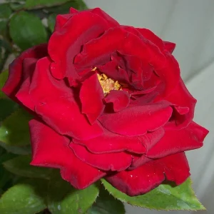 Red Mr. Lincoln Hybrid Tea Rose Seeds - 30 Seeds - Perennial Flower Seeds - Image 6