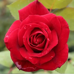 Red Mr. Lincoln Hybrid Tea Rose Seeds - 30 Seeds - Perennial Flower Seeds - Image 7