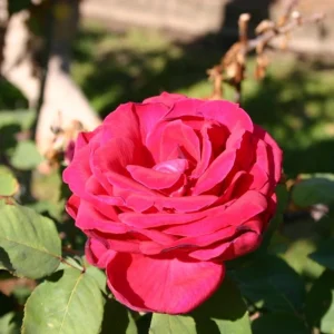 Red Mr. Lincoln Hybrid Tea Rose Seeds - 30 Seeds - Perennial Flower Seeds - Image 8
