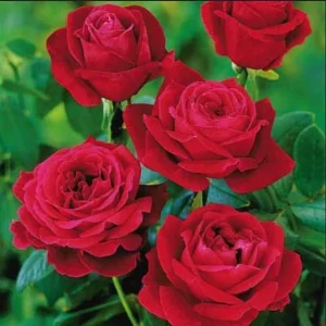 Red Mr. Lincoln Hybrid Tea Rose Seeds - 30 Seeds - Perennial Flower Seeds - Image 9