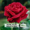 Red Mr. Lincoln Hybrid Tea Rose Seeds - 30 Seeds - Perennial Flower Seeds - Image 1