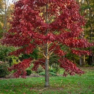 Red Oak Tree Live Plant, 6-12 Inch Tall, 4 Inch Pot, Fast Growing Outdoor Deciduous - Image 2