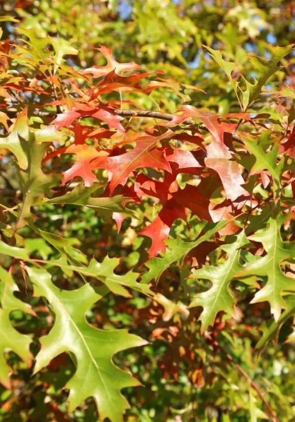 Red Oak Tree Live Plant, 6-12 Inch Tall, 4 Inch Pot, Fast Growing Outdoor Deciduous - Image 4