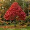 Red Oak Tree Live Plant, 6-12 Inch Tall, 4 Inch Pot, Fast Growing Outdoor Deciduous - Image 1