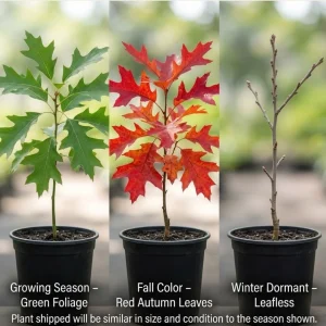 Red Oak Tree Live Plant, 6-12 Inch Tall, 4 Inch Pot, Fast Growing Outdoor Deciduous - Image 6