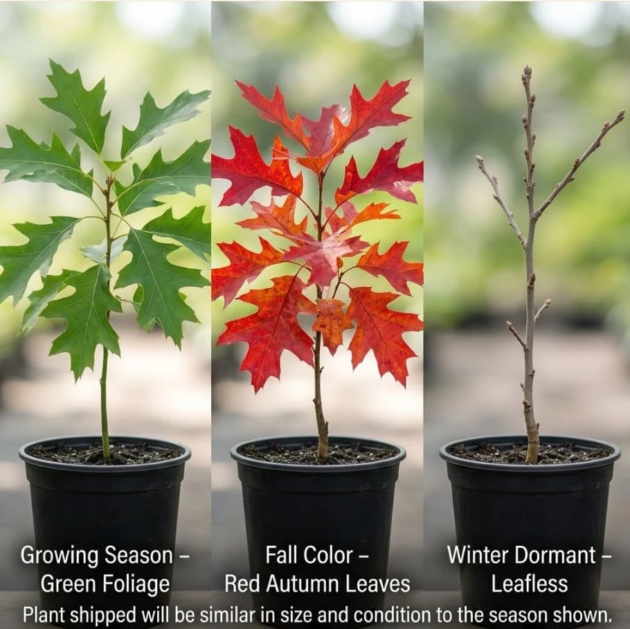 Red Oak Tree Live Plant, 6-12 Inch Tall, 4 Inch Pot, Fast Growing Outdoor Deciduous - Image 6
