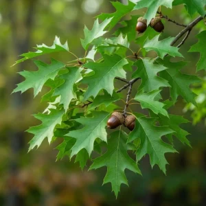 Red Oak Tree Live Plant, 6-12 Inch Tall, 4 Inch Pot, Fast Growing Outdoor Deciduous - Image 7
