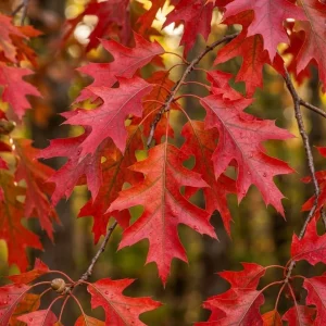 Red Oak Tree Live Plant 6-12 Inch Tall in 4 Inch Pot - Hardy Outdoor Shade Tree - Image 4
