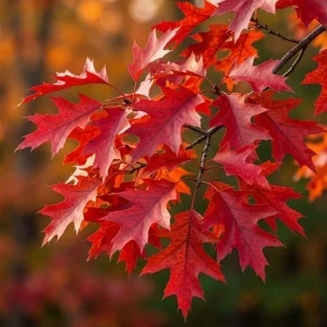 Red Oak Tree Live Plant 6-12 Inch Tall in 4 Inch Pot - Hardy Outdoor Shade Tree - Image 5