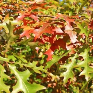 Red Oak Tree Live Plant 6-12 Inch Tall in 4 Inch Pot - Hardy Outdoor Shade Tree - Image 6