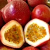 Red Panama Passionfruit Live Plant - 4-6 inch Tall Vine - Outdoor - Image 1