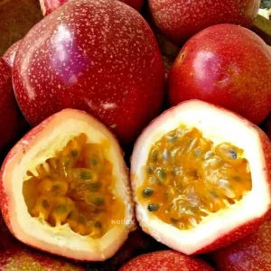 Red Panama Passionfruit Live Plant - 4-6 inch Tall Vine - Outdoor - Image 1