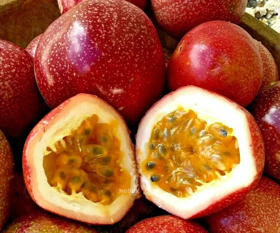 Red Panama Passionfruit Live Plant - 4-6 inch Tall Vine - Outdoor - Image 1