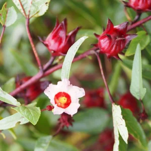 Red Roselle Seeds - Jamaican Sorrel - Edible, Flowering - 10 Seeds - Image 10