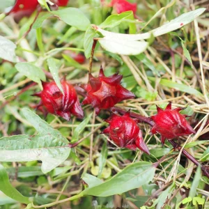Red Roselle Seeds - Jamaican Sorrel - Edible, Flowering - 10 Seeds - Image 11