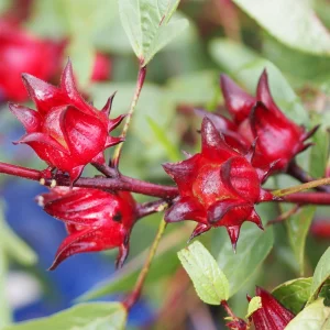 Red Roselle Seeds - Jamaican Sorrel - Edible, Flowering - 10 Seeds - Image 12