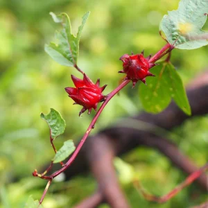 Red Roselle Seeds - Jamaican Sorrel - Edible, Flowering - 10 Seeds - Image 13