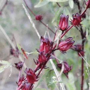Red Roselle Seeds - Jamaican Sorrel - Edible, Flowering - 10 Seeds - Image 2