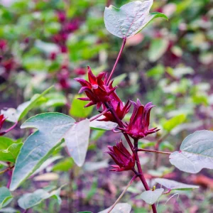 Red Roselle Seeds - Jamaican Sorrel - Edible, Flowering - 10 Seeds - Image 3