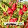 Red Roselle Seeds - Jamaican Sorrel - Edible, Flowering - 10 Seeds - Image 1