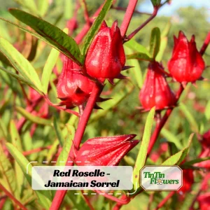 Red Roselle Seeds - Jamaican Sorrel - Edible, Flowering - 10 Seeds - Image 1