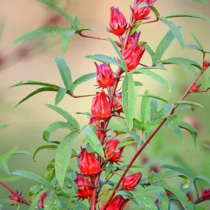Red Roselle Seeds - Jamaican Sorrel - Edible, Flowering - 10 Seeds - Image 6
