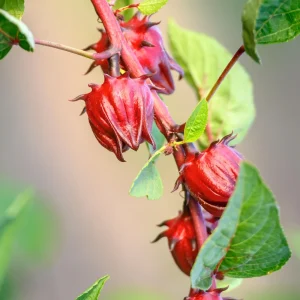 Red Roselle Seeds - Jamaican Sorrel - Edible, Flowering - 10 Seeds - Image 8