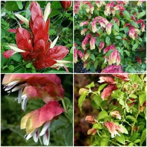 Red Shrimp Plant (Justicia Brandegeana) Live Plant – 2 Pack, 7-10