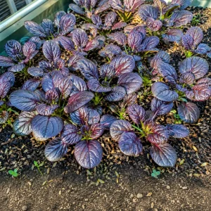 Red Tatsoi Hybrid Seeds - Brassica rapa - Purple Asian Leafy Greens - 20 Seed Pack - Image 10