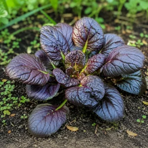 Red Tatsoi Hybrid Seeds - Brassica rapa - Purple Asian Leafy Greens - 20 Seed Pack - Image 11