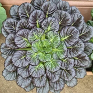 Red Tatsoi Hybrid Seeds - Brassica rapa - Purple Asian Leafy Greens - 20 Seed Pack - Image 2
