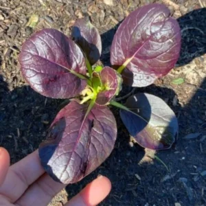 Red Tatsoi Hybrid Seeds - Brassica rapa - Purple Asian Leafy Greens - 20 Seed Pack - Image 3