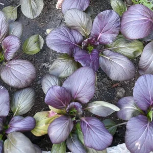 Red Tatsoi Hybrid Seeds - Brassica rapa - Purple Asian Leafy Greens - 20 Seed Pack - Image 4